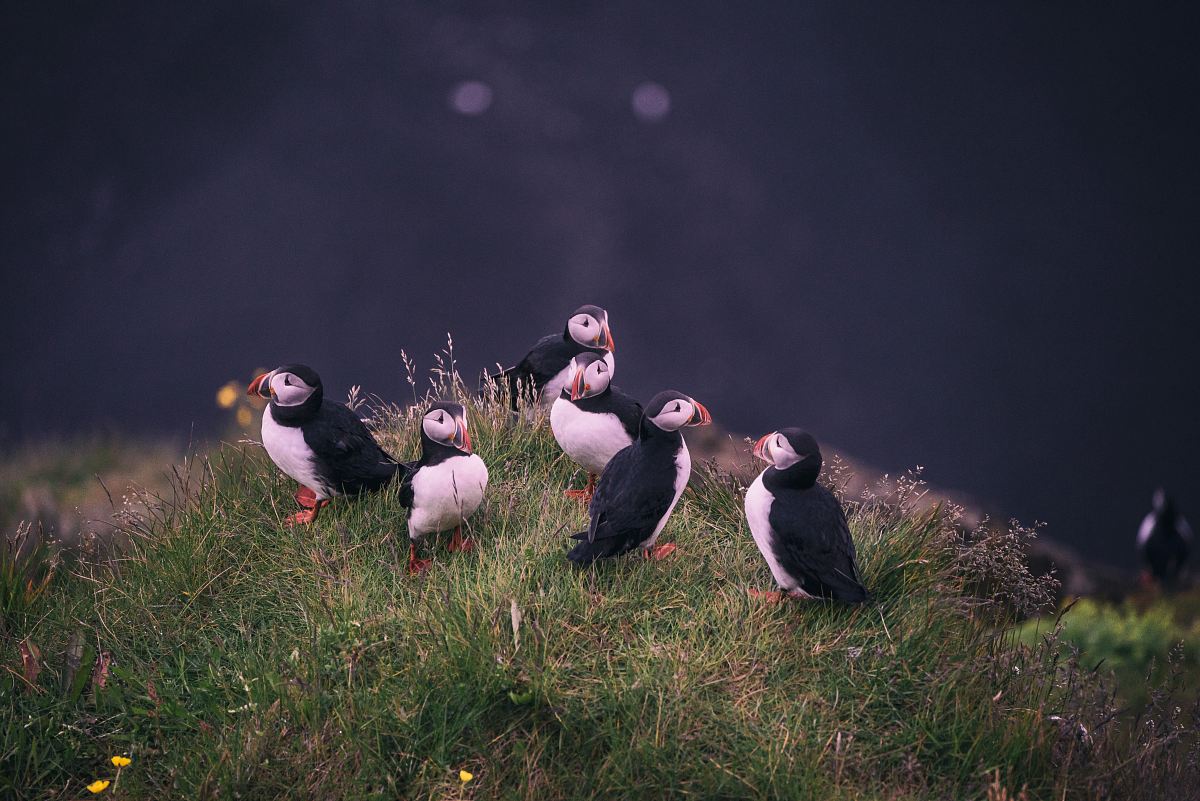 white-and-black birds near body of water