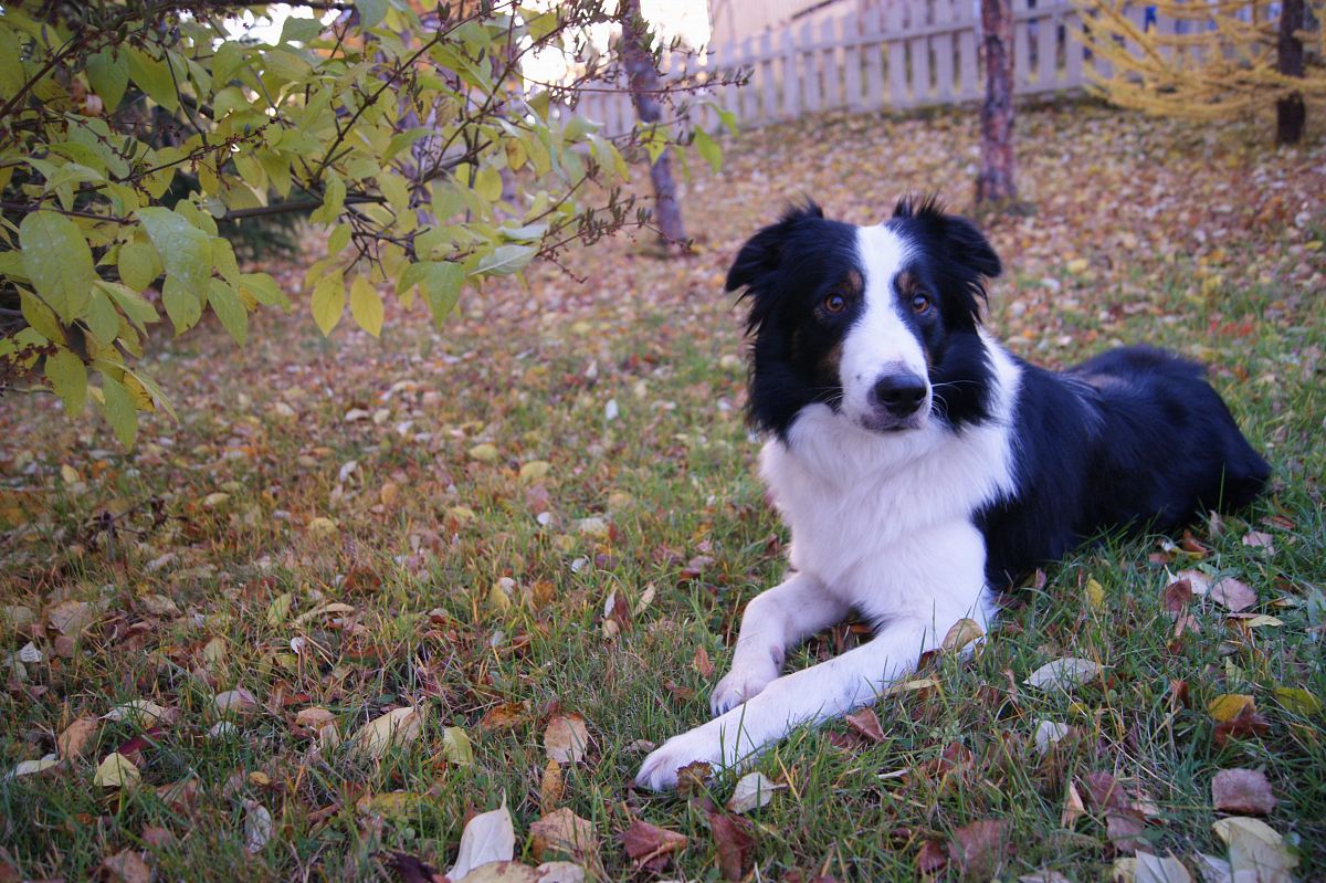 white and black Border Collie lying on ground near green leaf plant during daytime