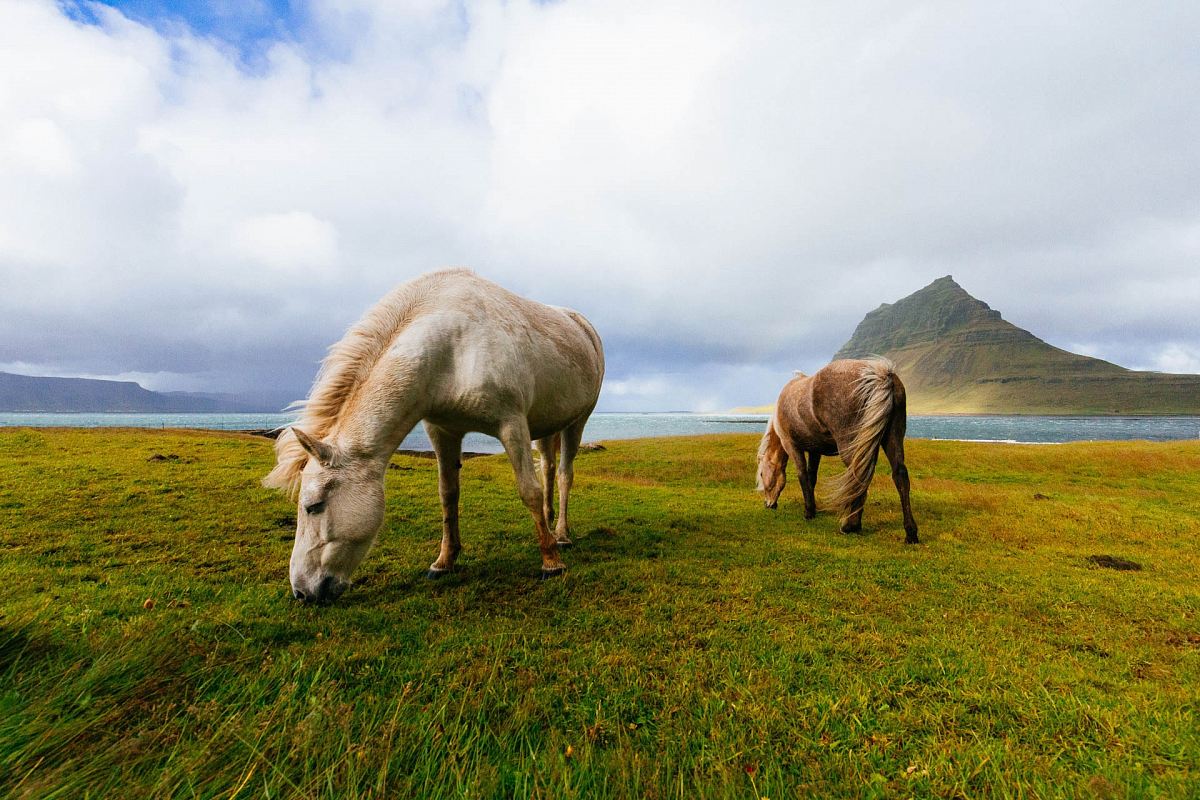 white and brown horses near body of water during daytime