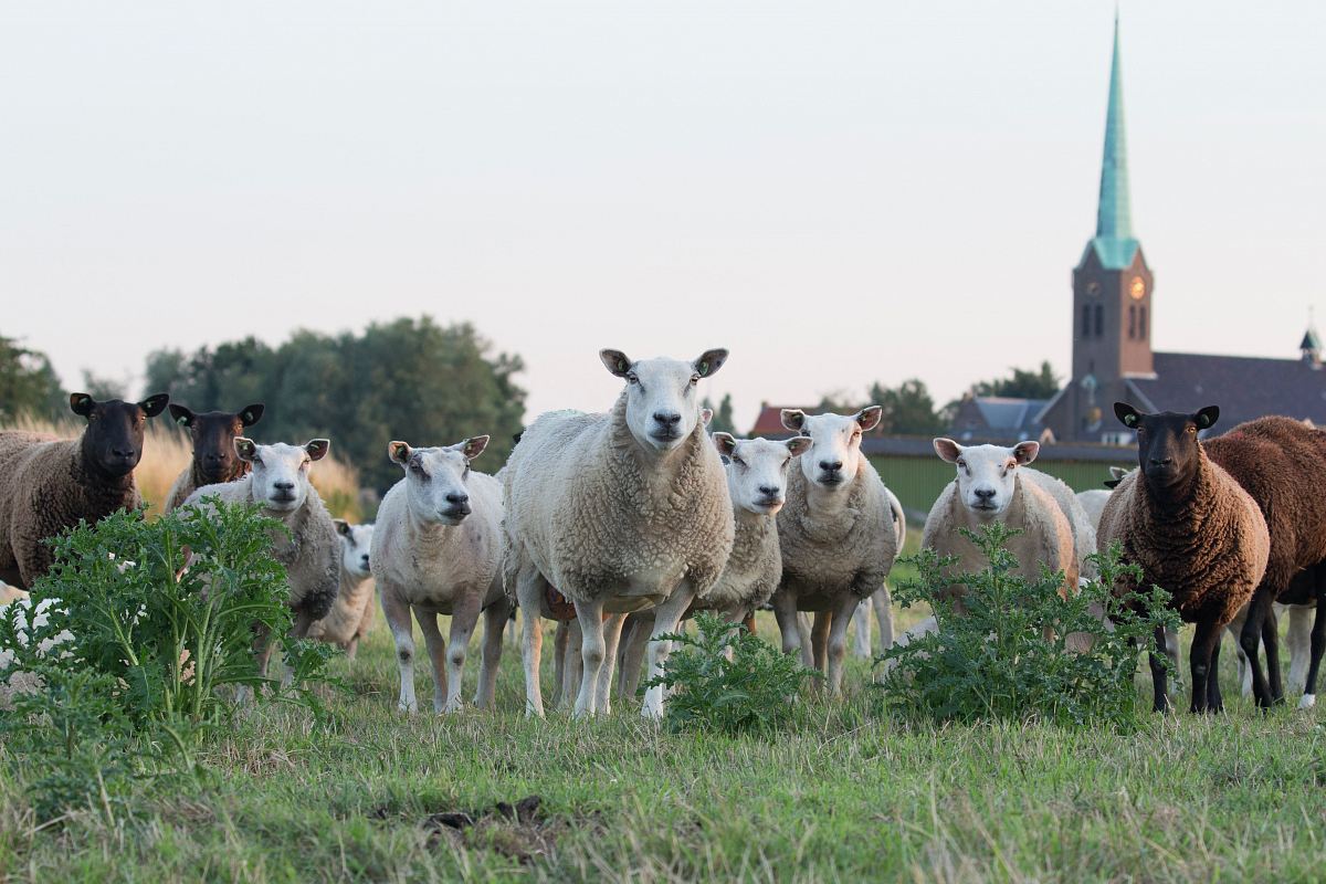 white and brown sheep on lawn grass