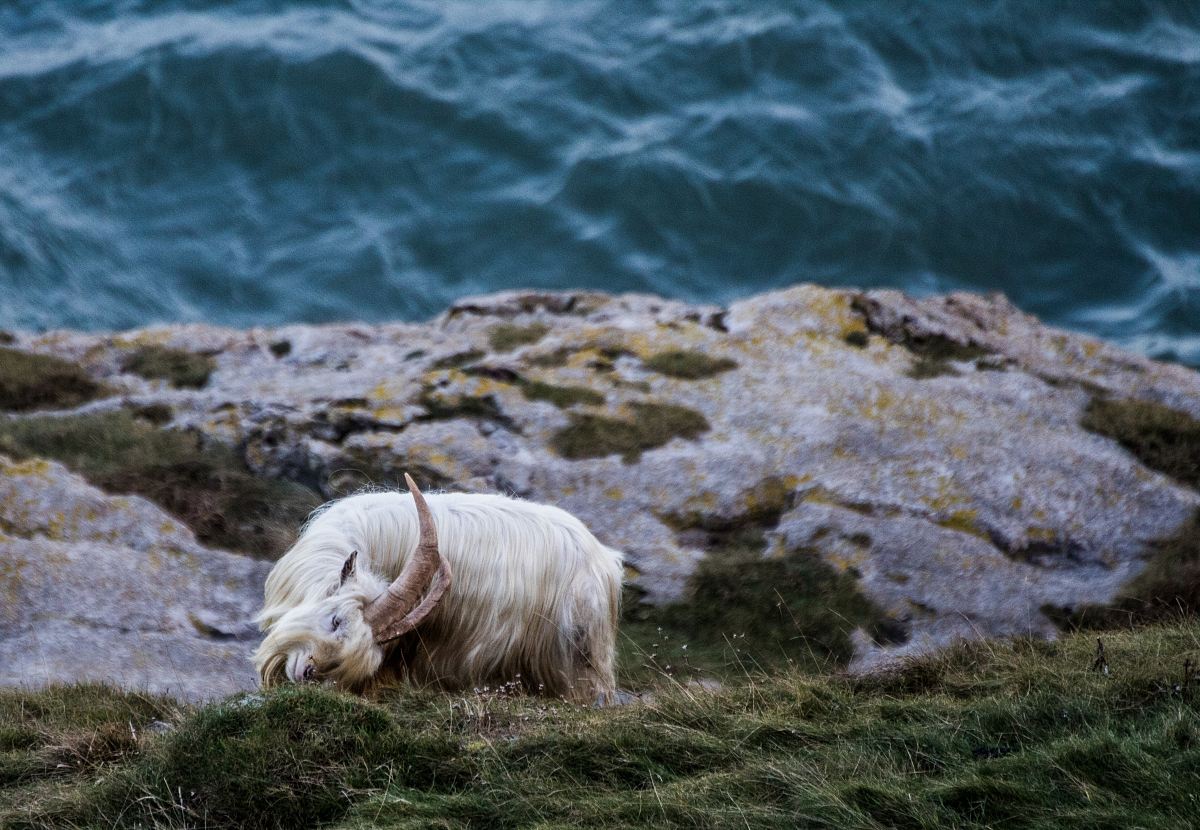 white goat near body of water at daytime