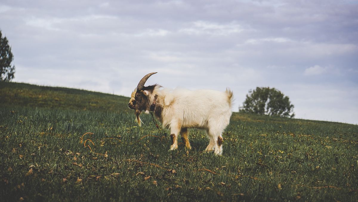 white goat on green grass field