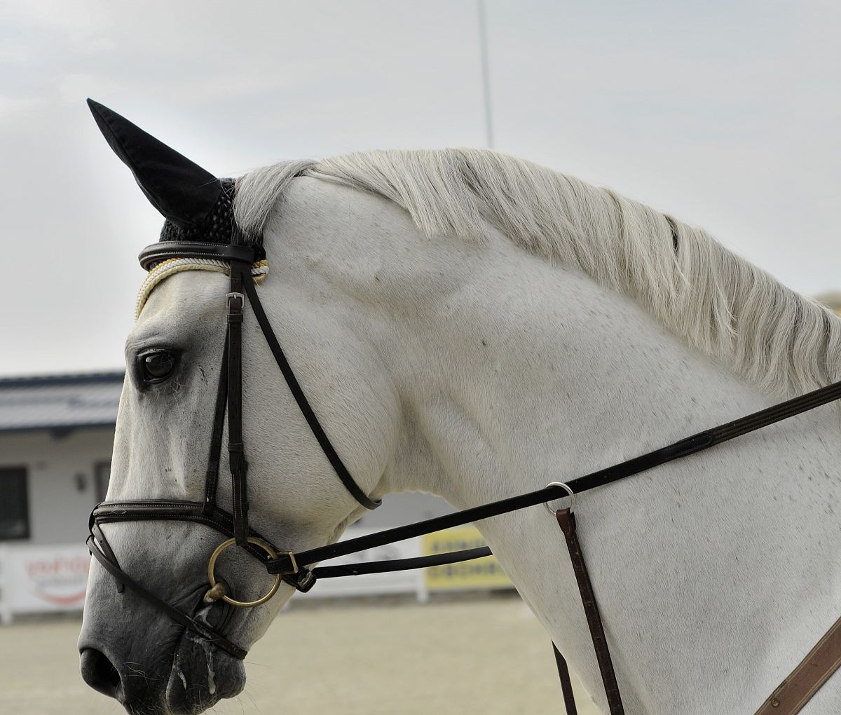 white horse wearing harness