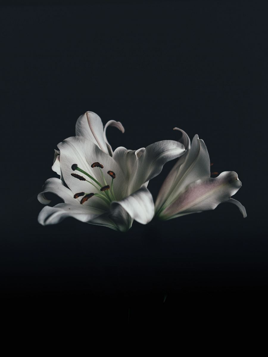 white oriental lily flower