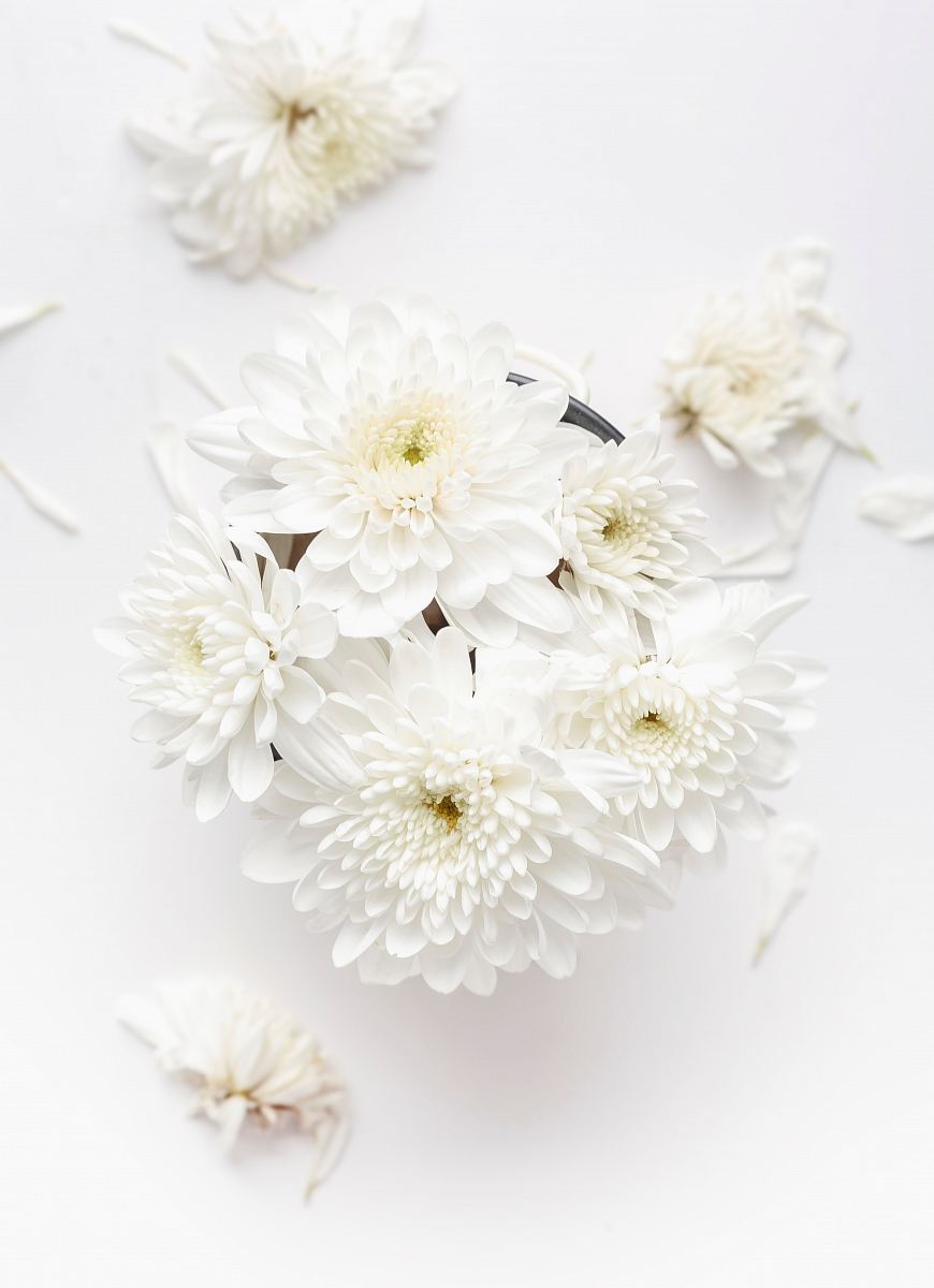 white petaled flower on white background