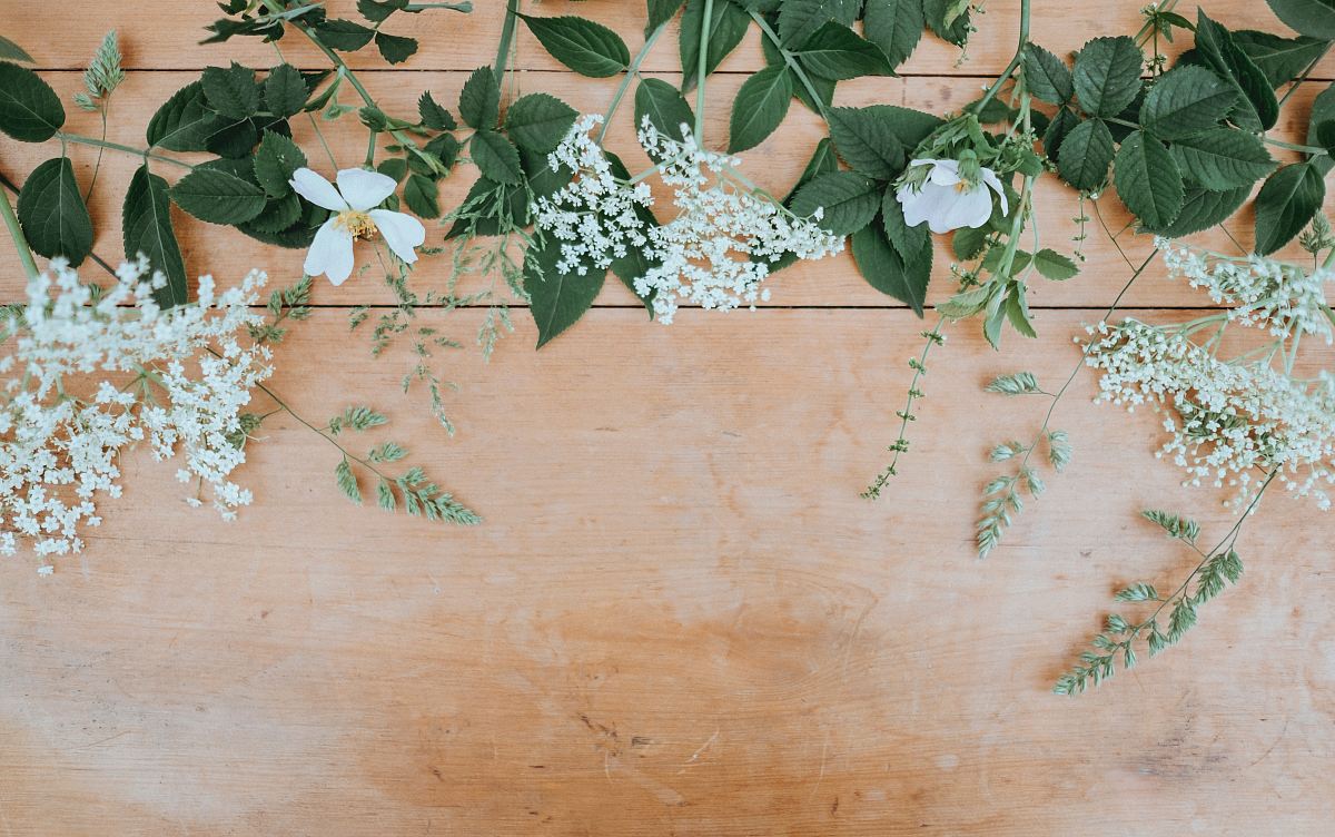 white petaled flowers with green leaves