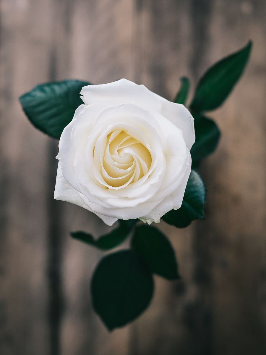 white rose enclosed photograph