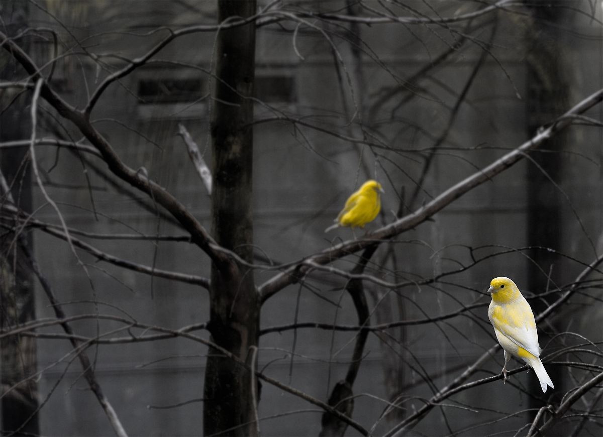 yellow bird on tree branch