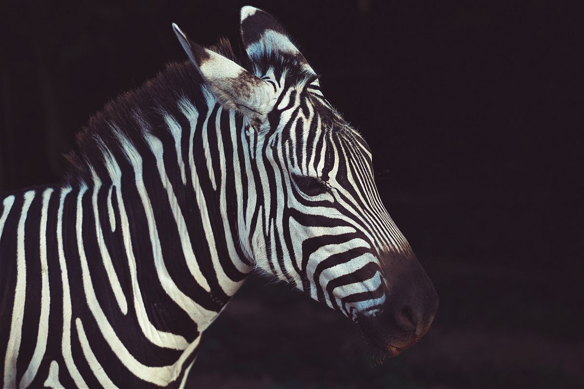 zebra in shallow focus lens