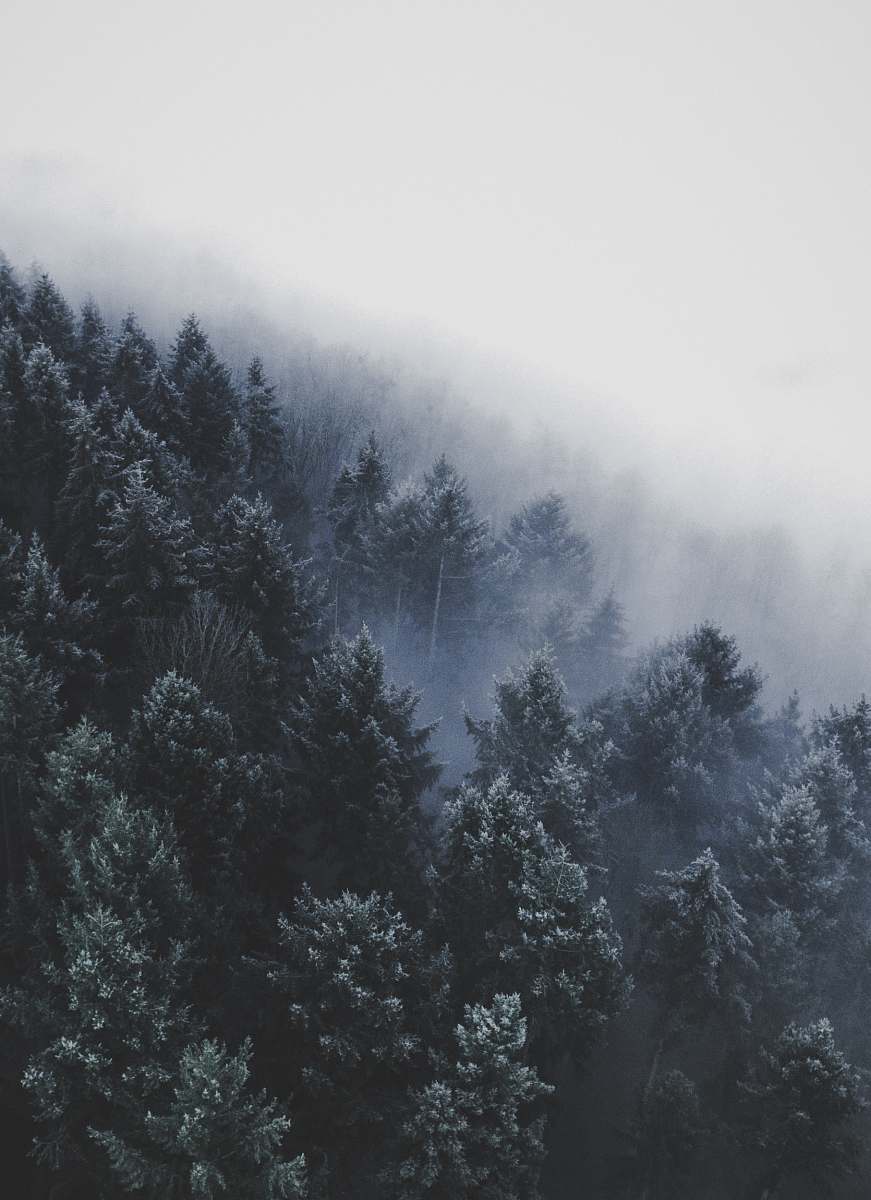 winter wide angle photo of pine trees fog