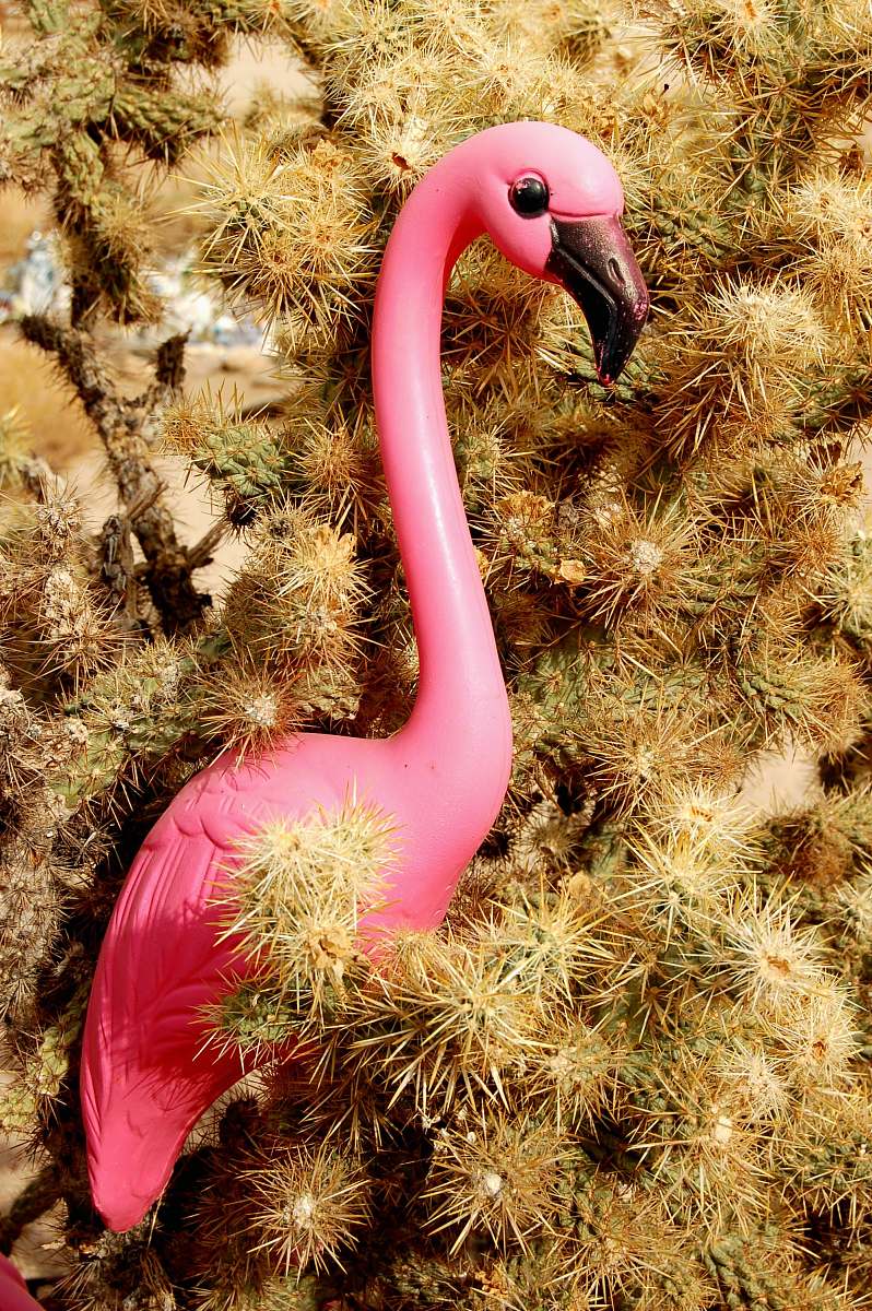 pink pink plastic flamingo on cactus plant united states