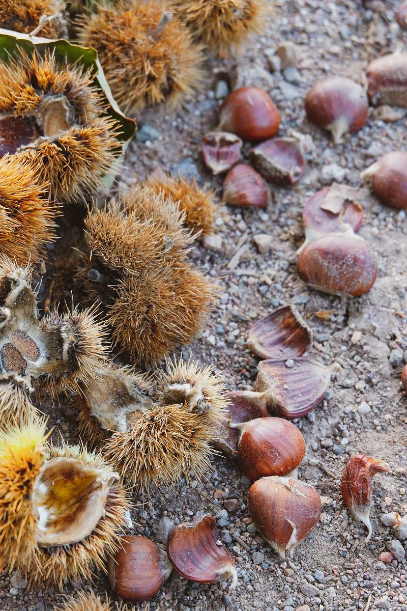 animal brown and white fruit on gray sand bee