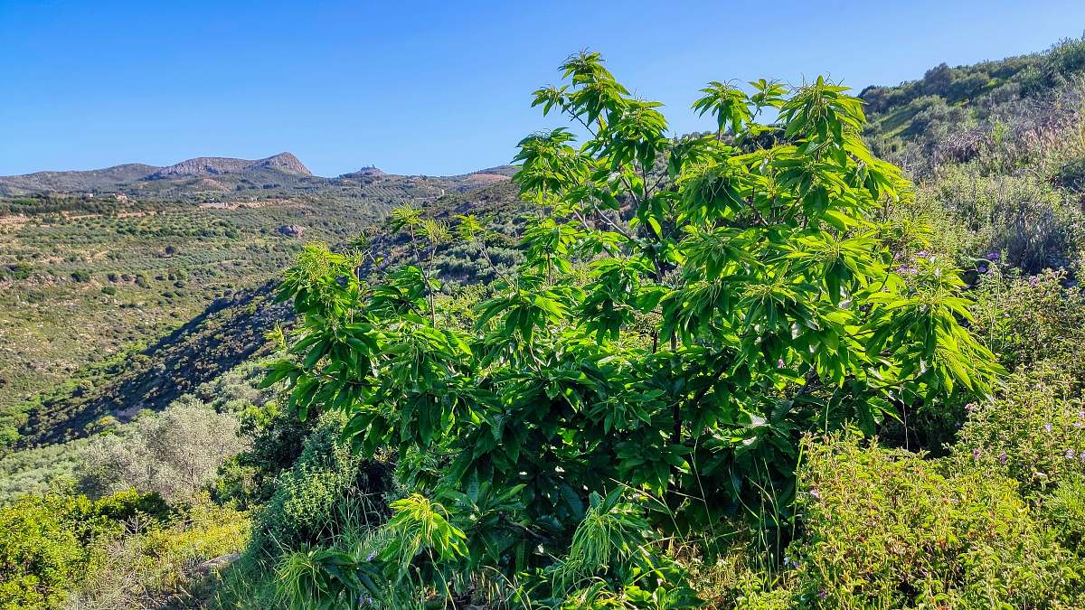 bush green leaf tree near mountain during daytime vegetation