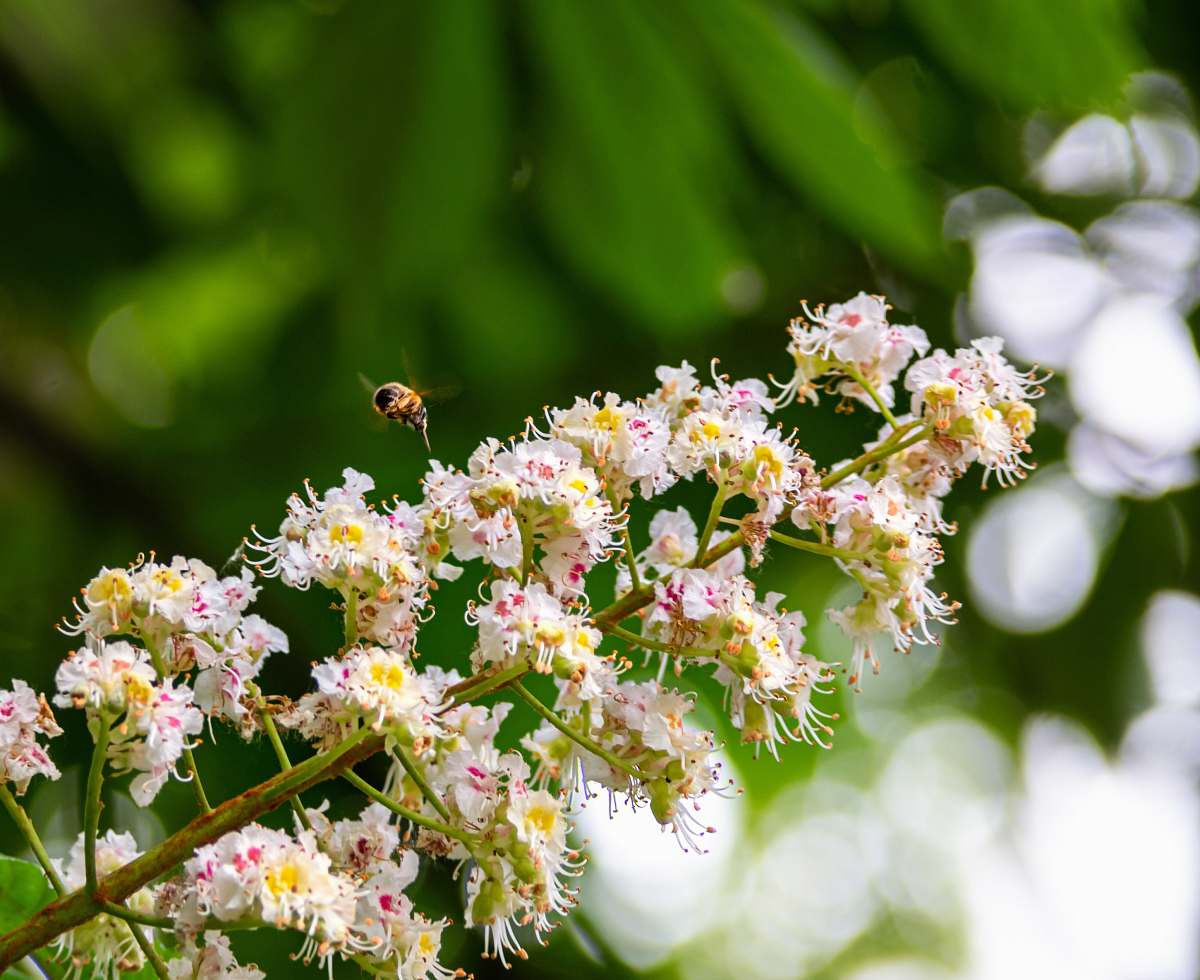 pollen white petaled flowers blossom