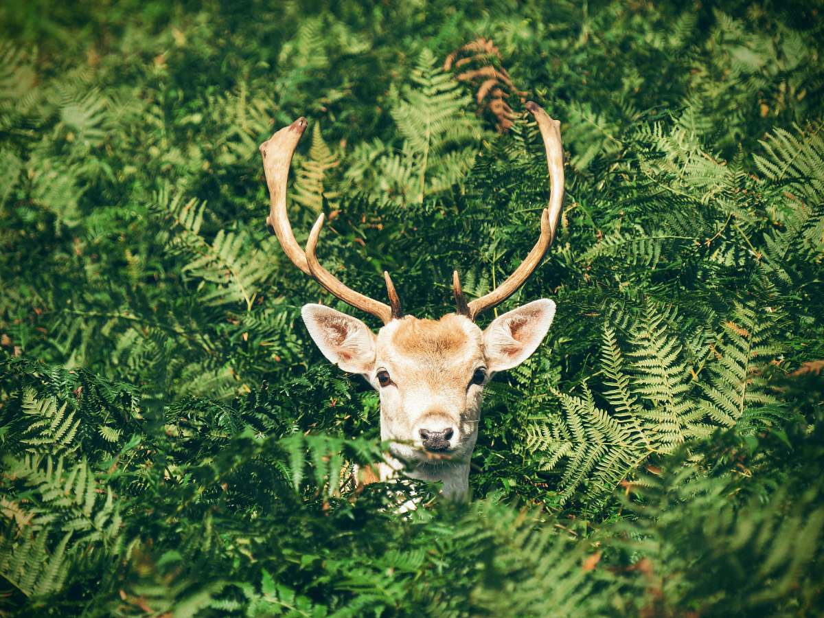 nature brown and white deer surrounded by green plants antlers