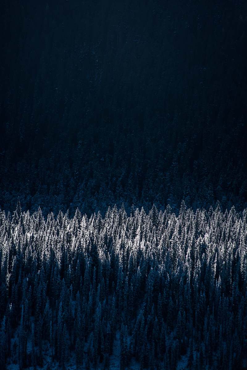 winter aerial photography of snow-capped trees christmas wallpapers