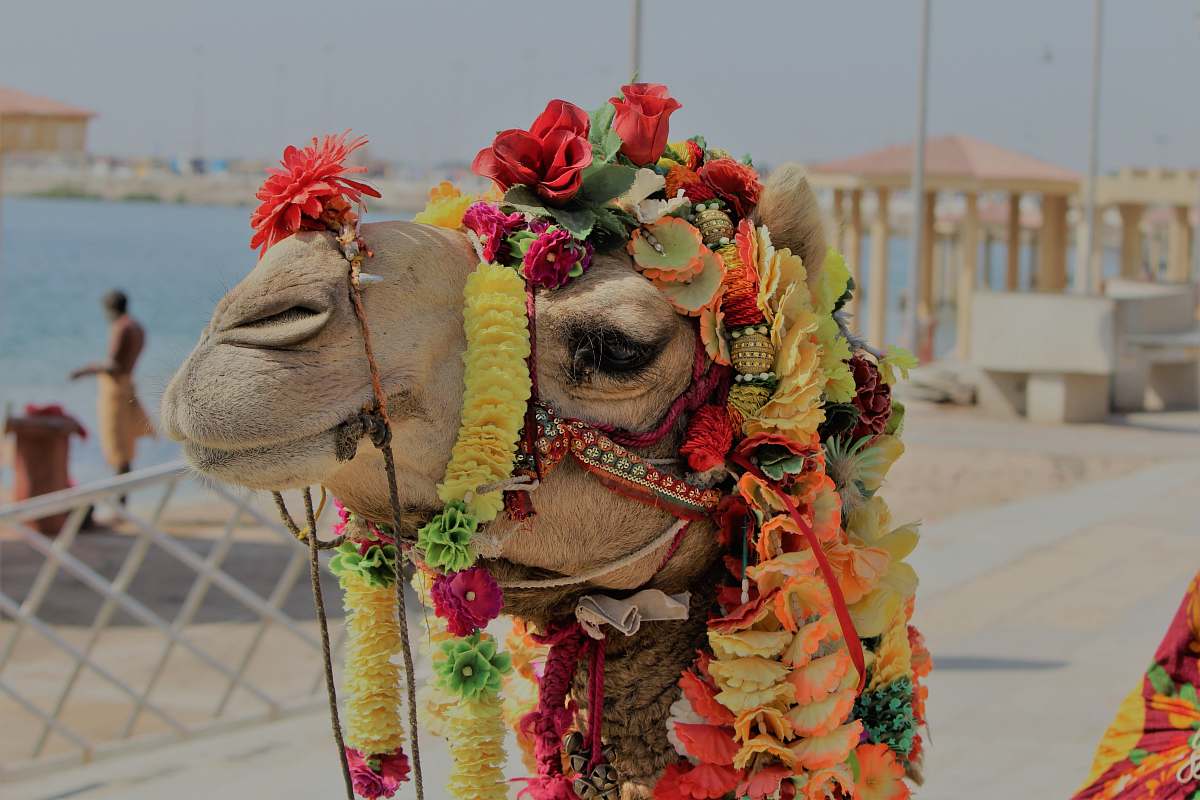 flowers camel with flower decorations flower arrangement