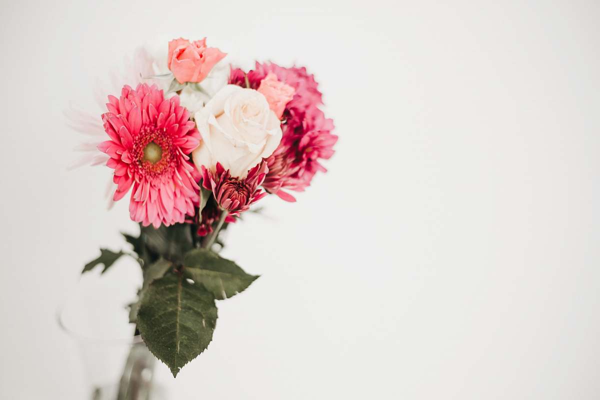 plant pink-petaled flower blossom