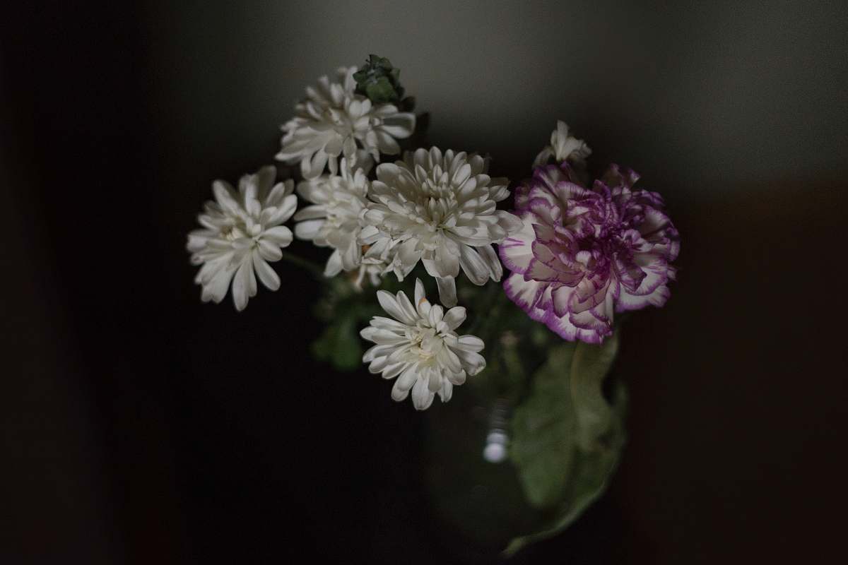 plant white and purple petaled flowers blossom