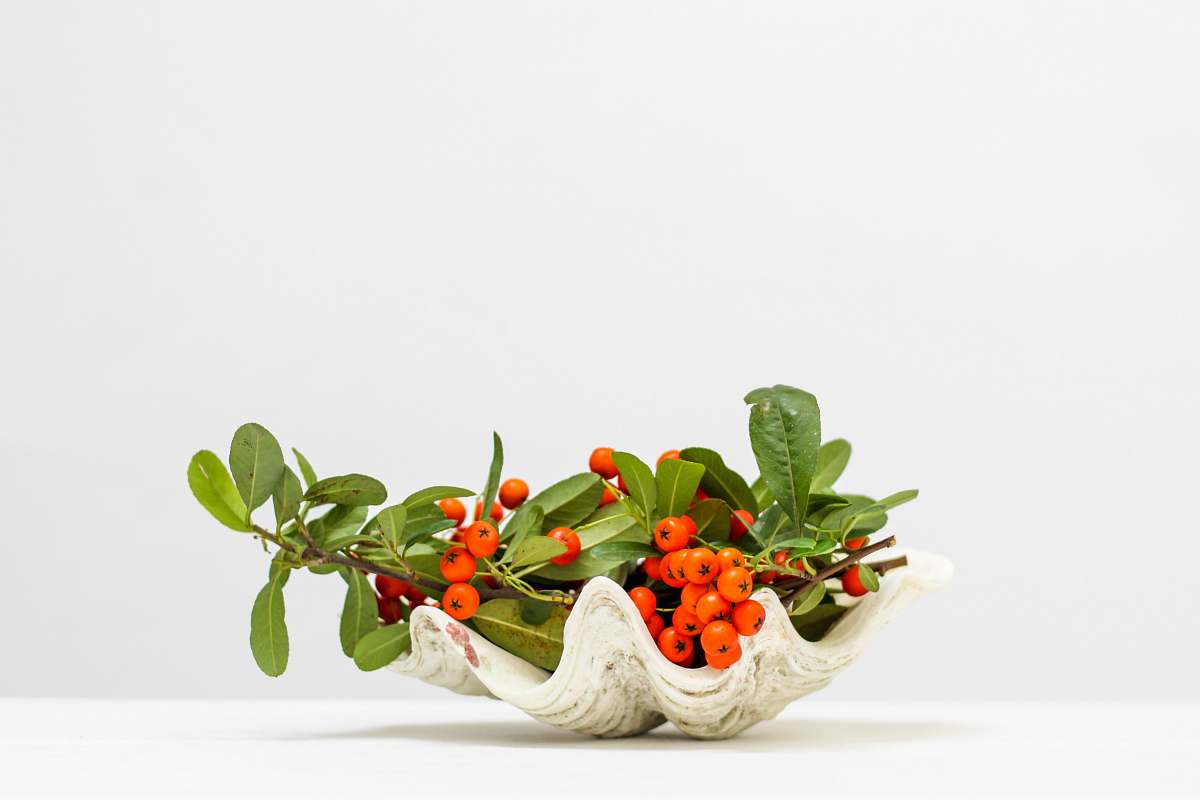 plant currants in shell produce