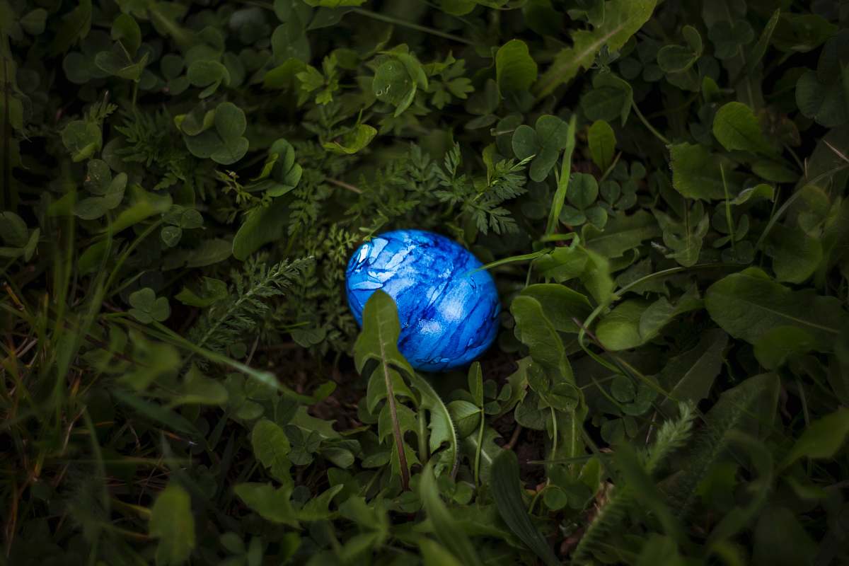 insect oval blue pebble surrounded by green leaves animal
