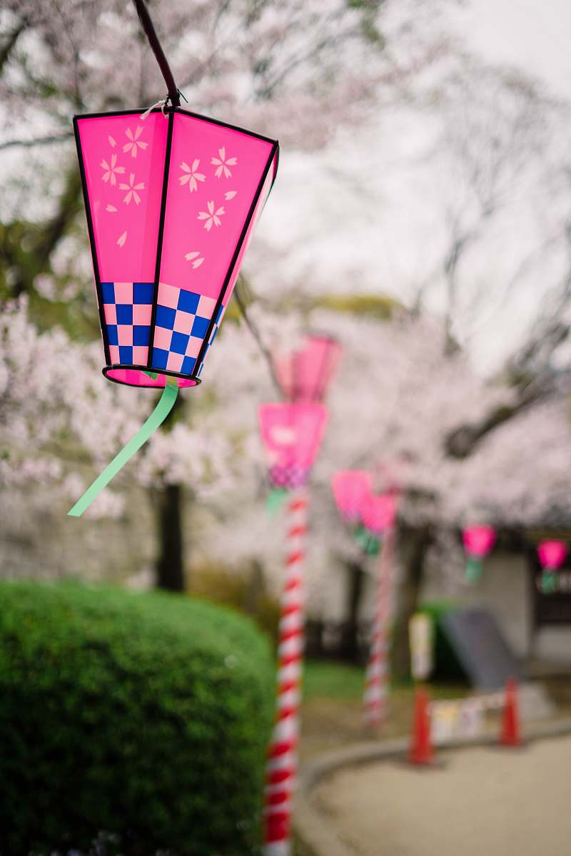 cherryblossom selective focus photo of pink and blue lanterns hanged on string cherry blossom