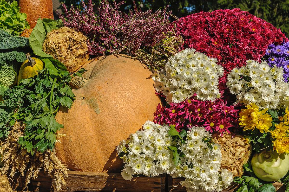 flower assorted flower and vegetable lot blossom
