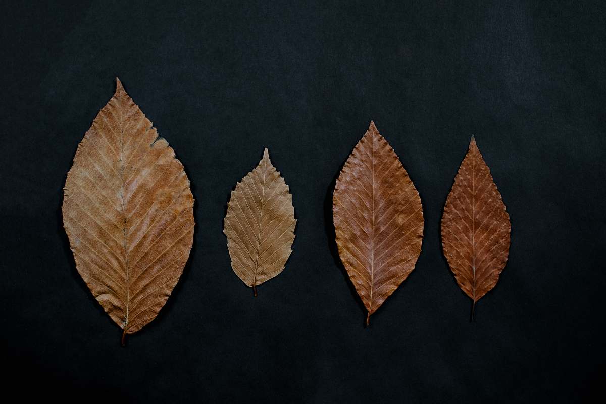 leaf four brown ovate leaves brown