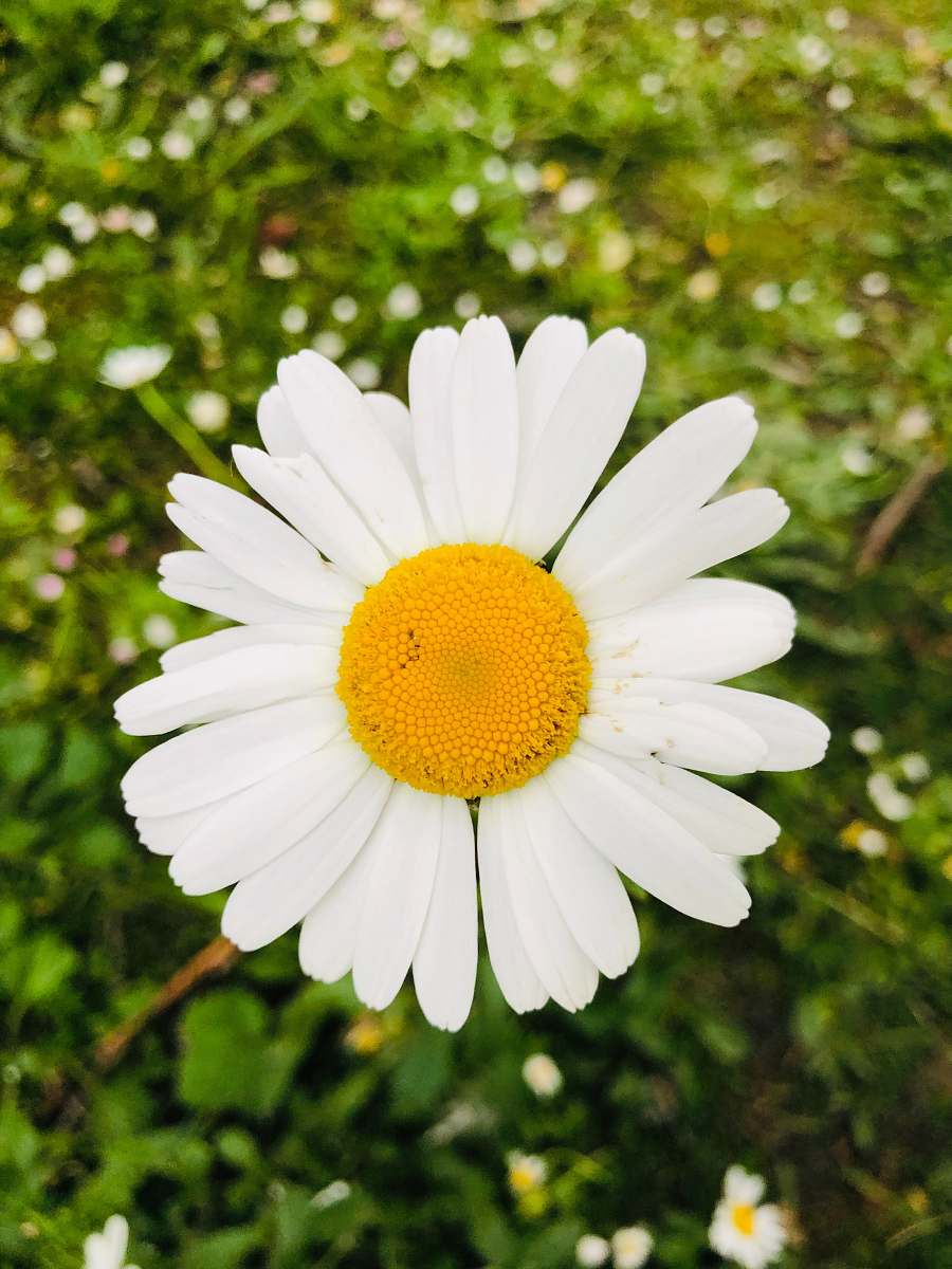 daisy white daisy flower daisies