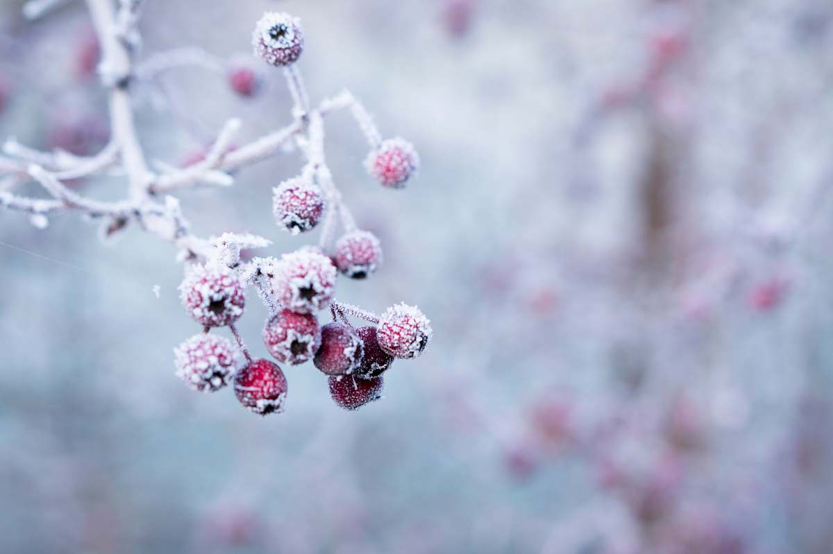 winter selective focus photo of frozen round red fruits frost