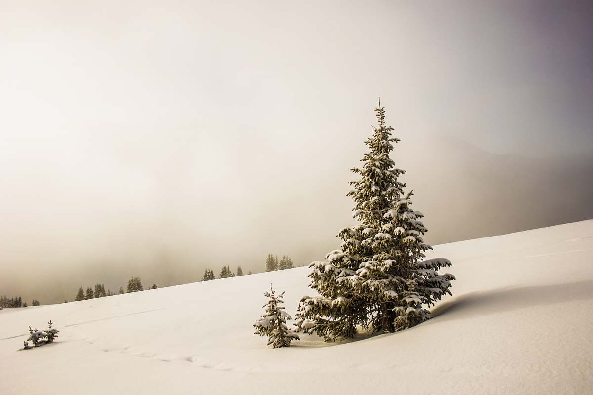 winter pine tree surrounded by snowfield snow