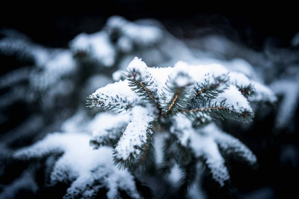 winter plants covered by snow snow