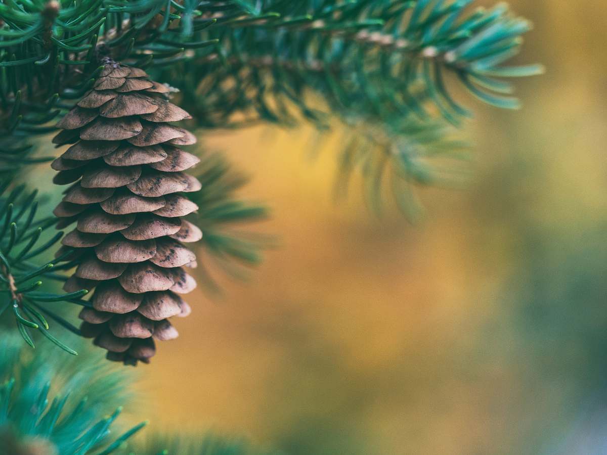 christmas selective focus of pine cone flora
