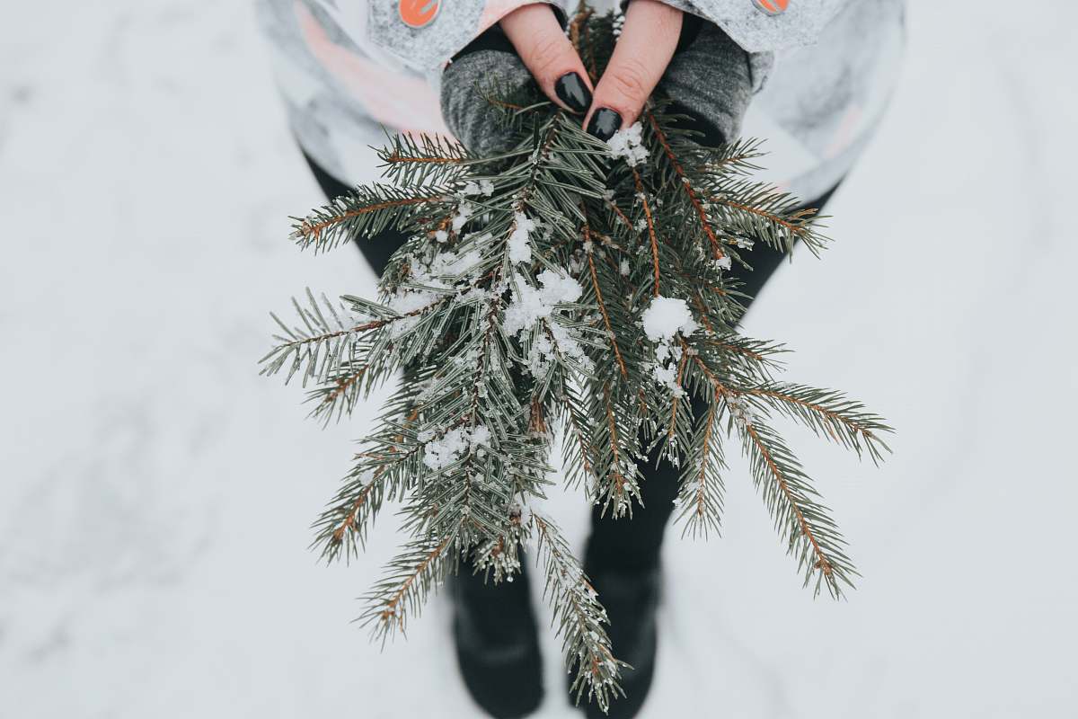 christmas person holding green pine plant with snow branch