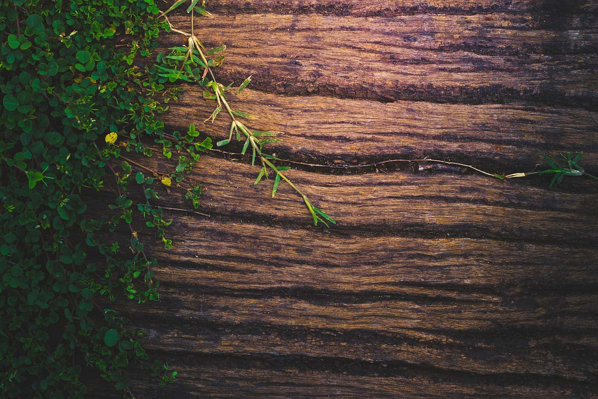 plant green-leaf plants on brown wooden surface tree
