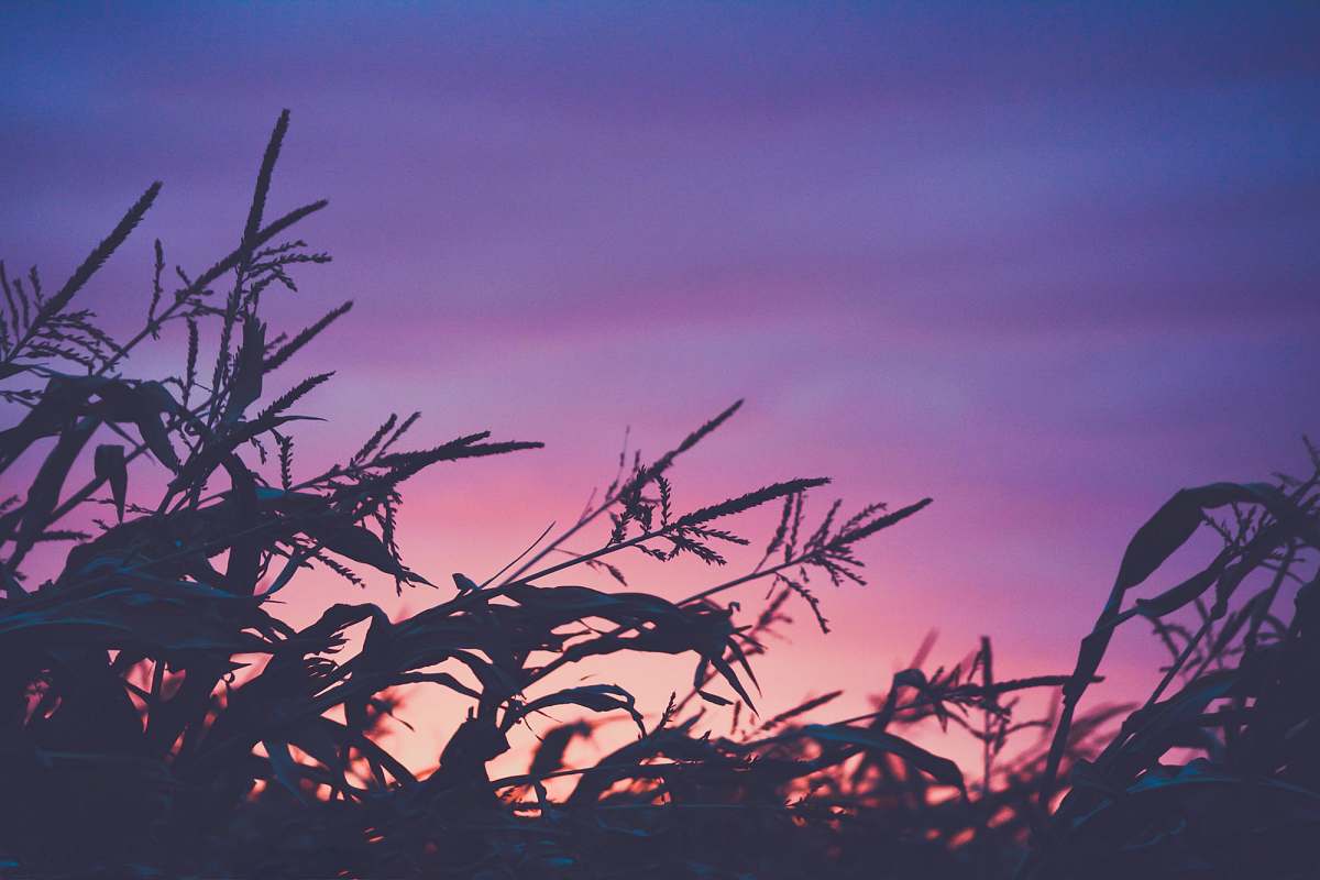 sky silhouette plants during sunset outdoors