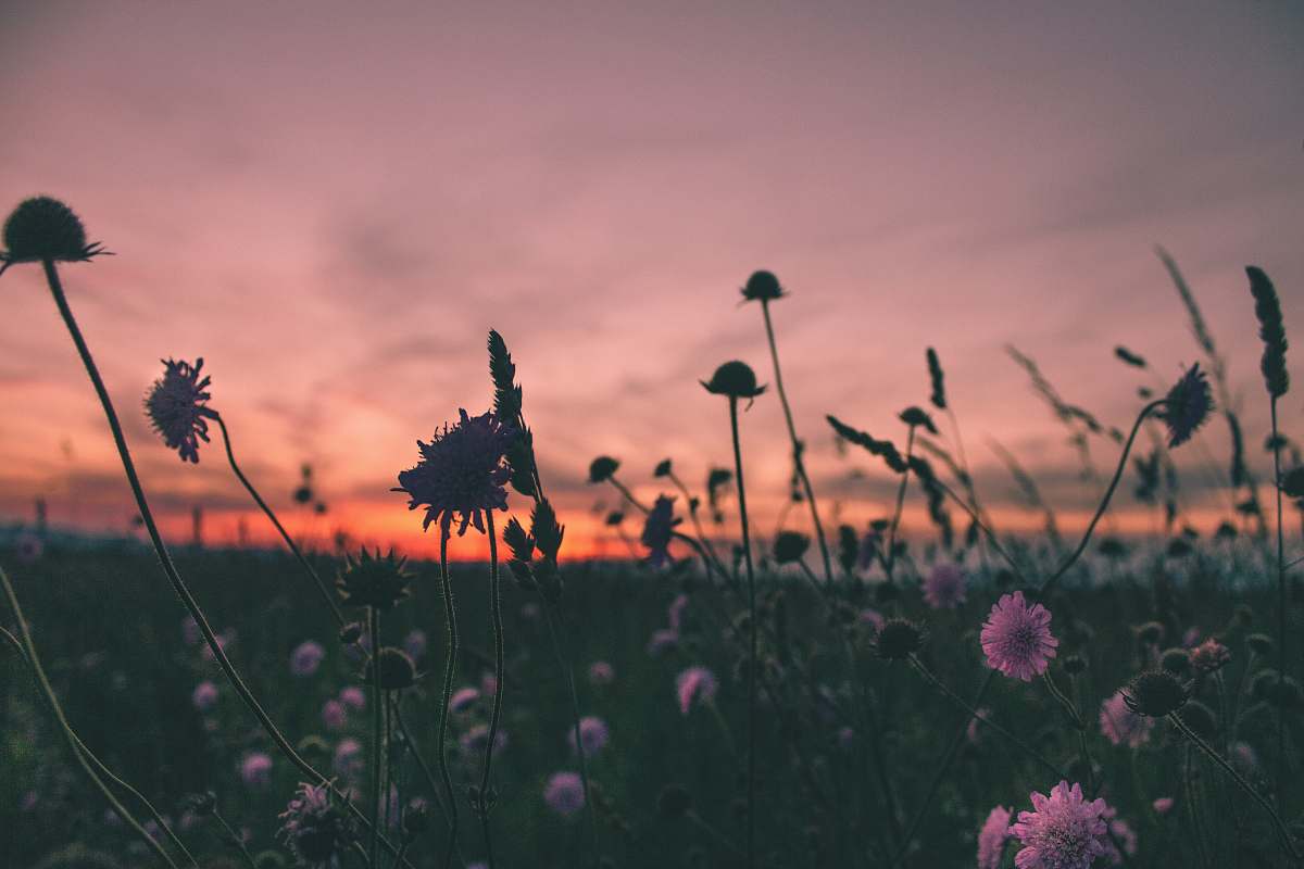 flora purple flowers in bloom during golden hour plant