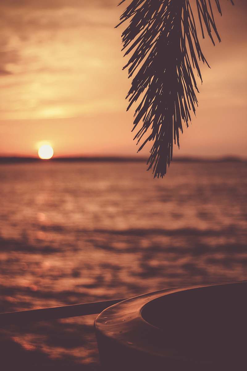 tree silhouette of tree with body of water background mexico