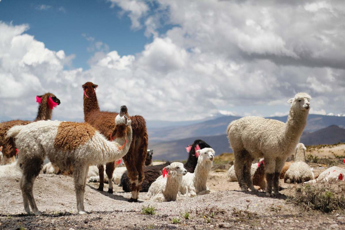 llama herd of alpacas during daytime mammal