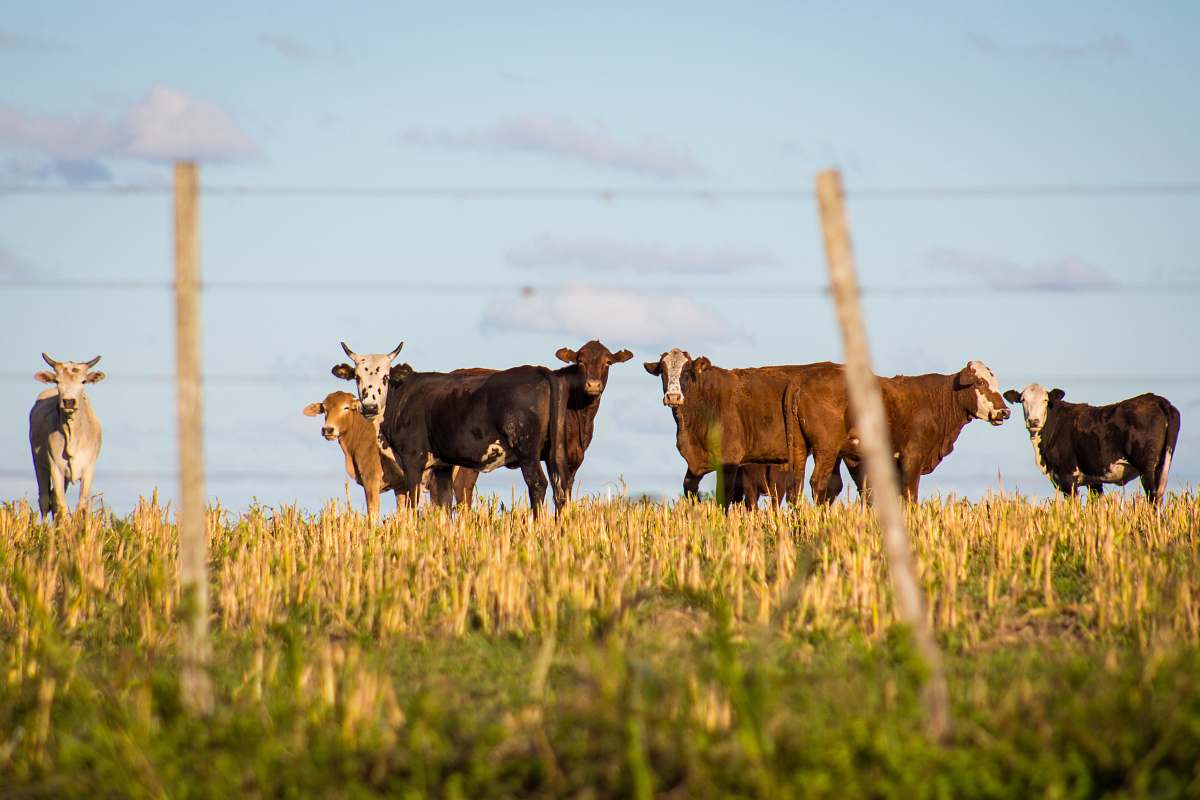 cow herd of cows in green pasture cattle