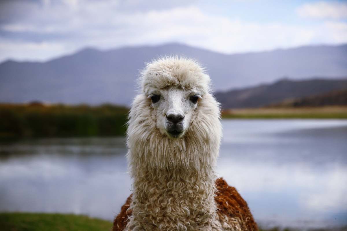 llama selective focus photography of white animal alpaca