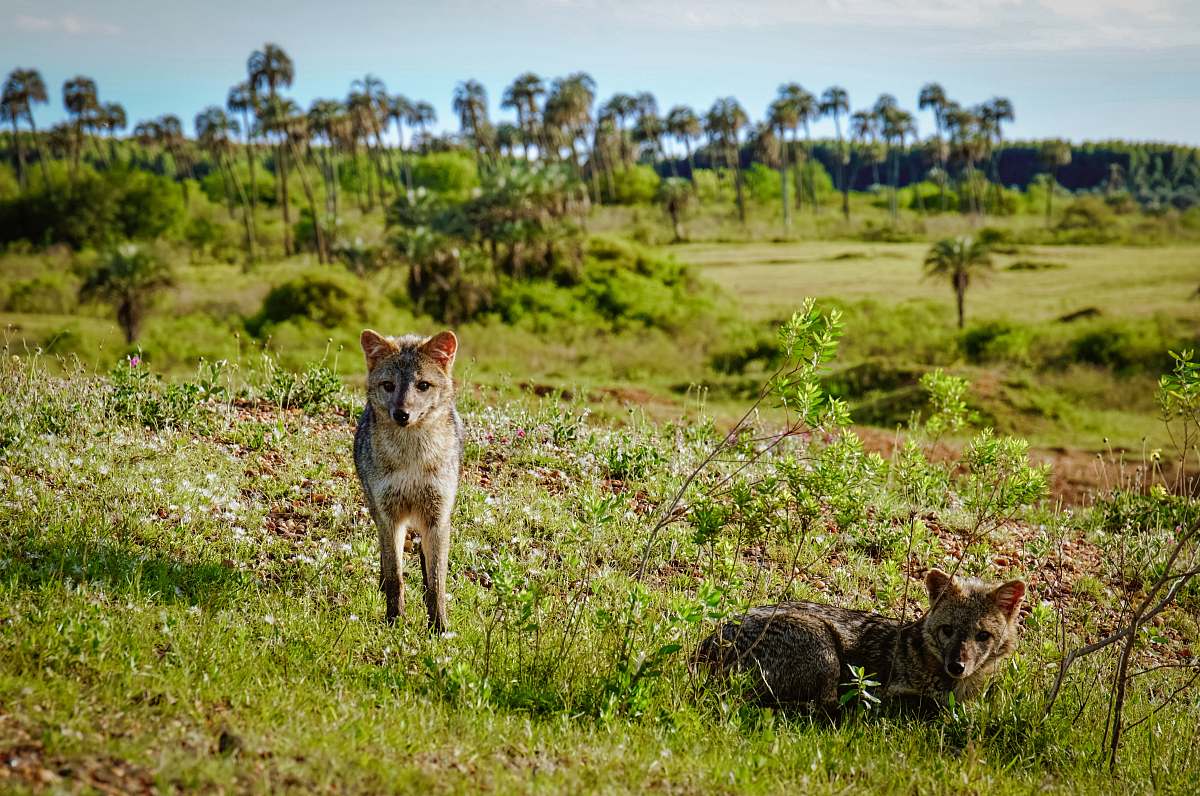 canine wildlife photography of brown coyote coyote