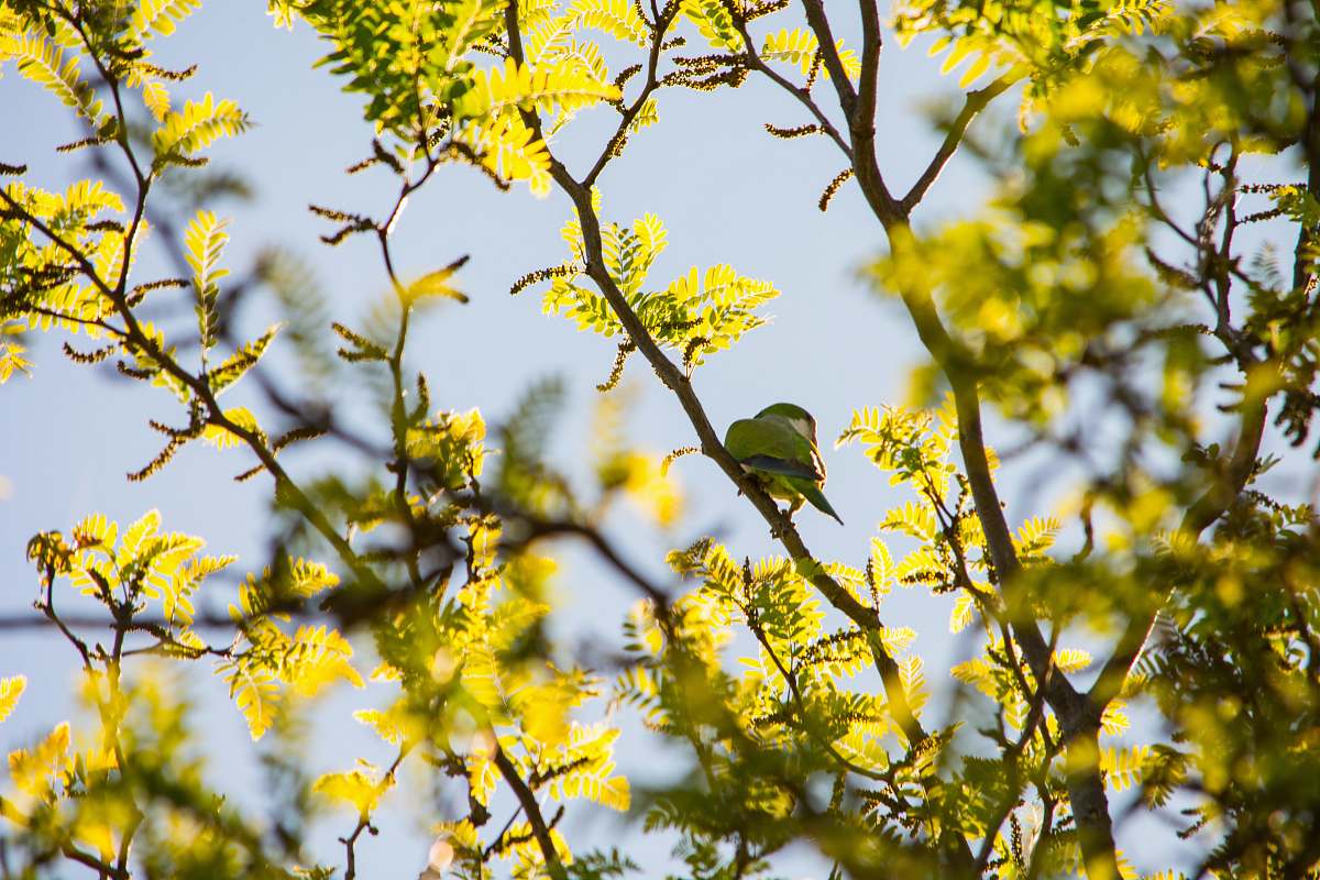 bird green bird perched on green leaf branch during day parrot