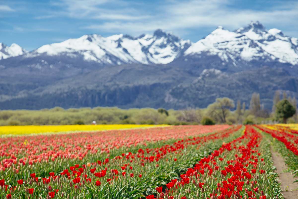 nature landscape photography of white and black mountain range behind bed of red and pink-petaled flowers field
