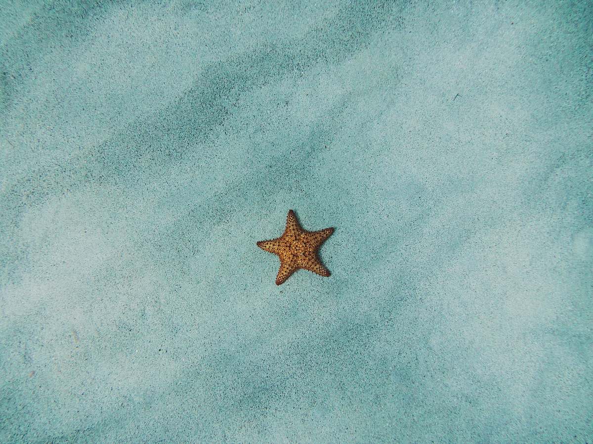 animal brown starfish on blue sand starfish