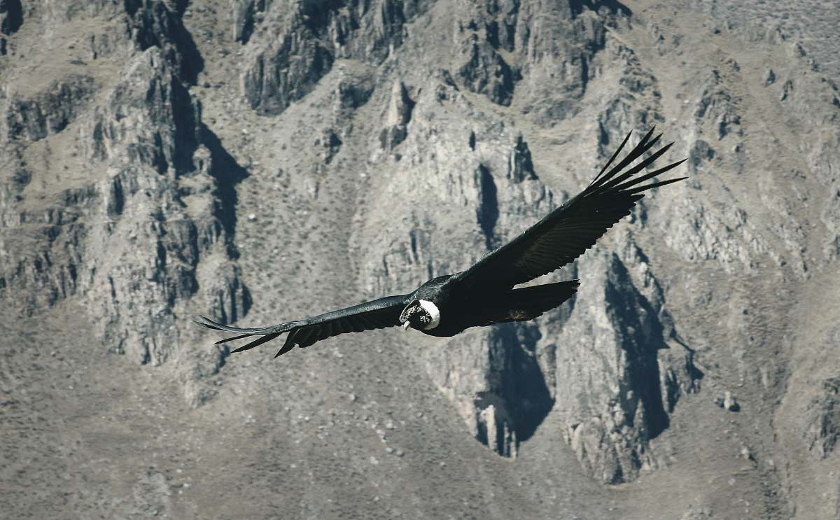 condor black bird flying over gray mountain vulture