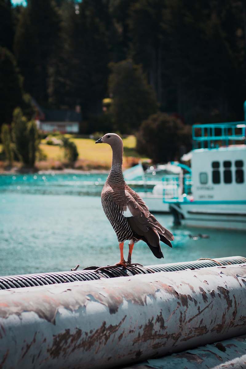 animal brown bird during daytime bariloche