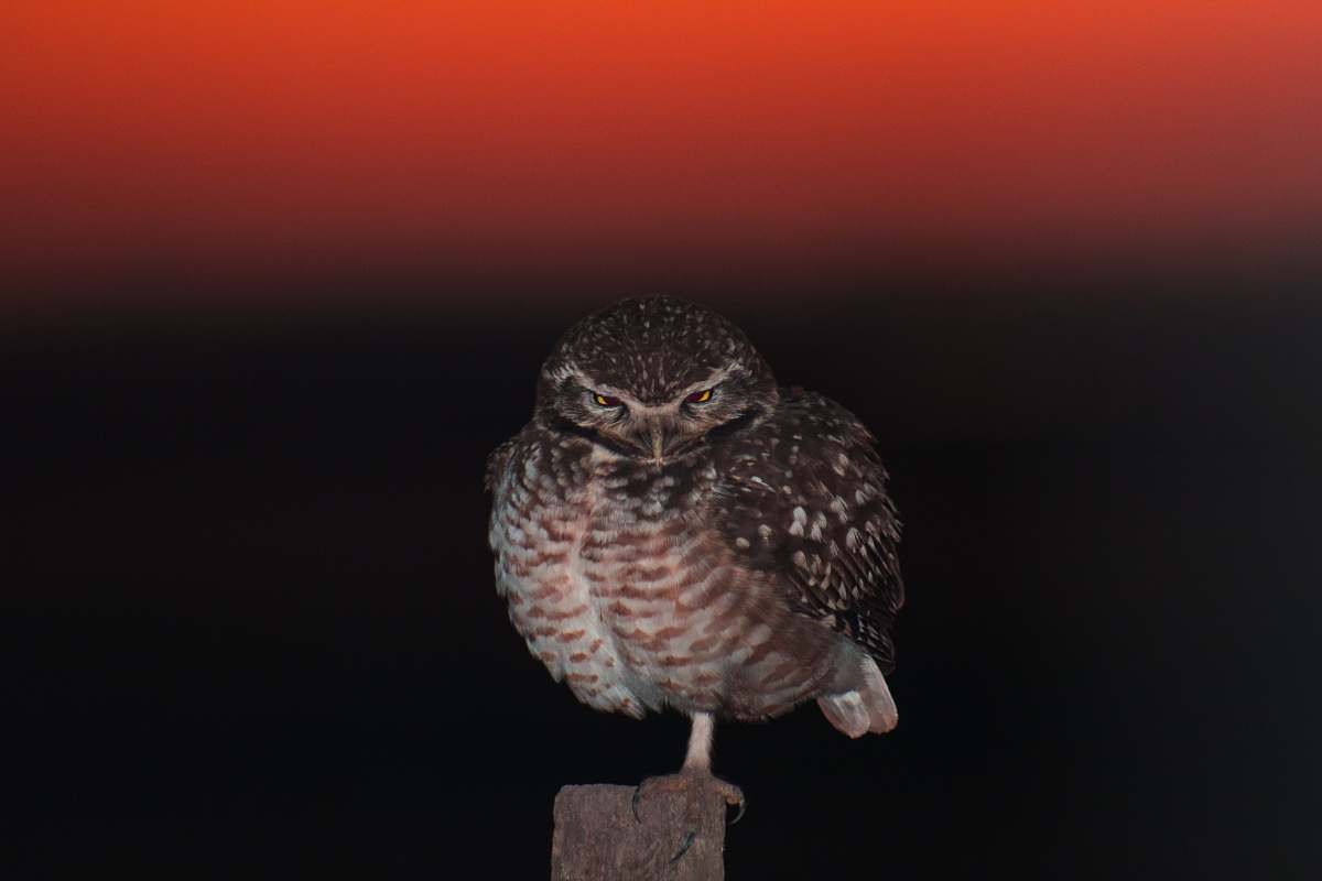 animal brown owl argentina
