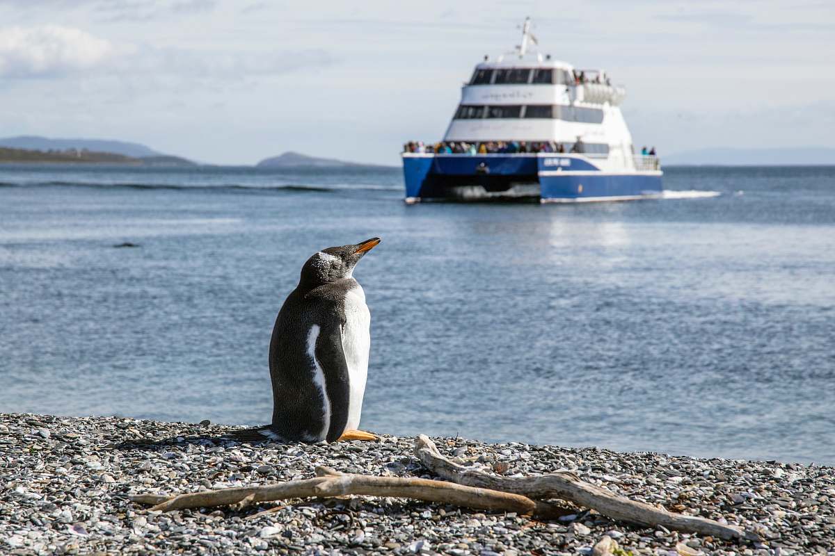 ferry photo of penguin at seashore transportation