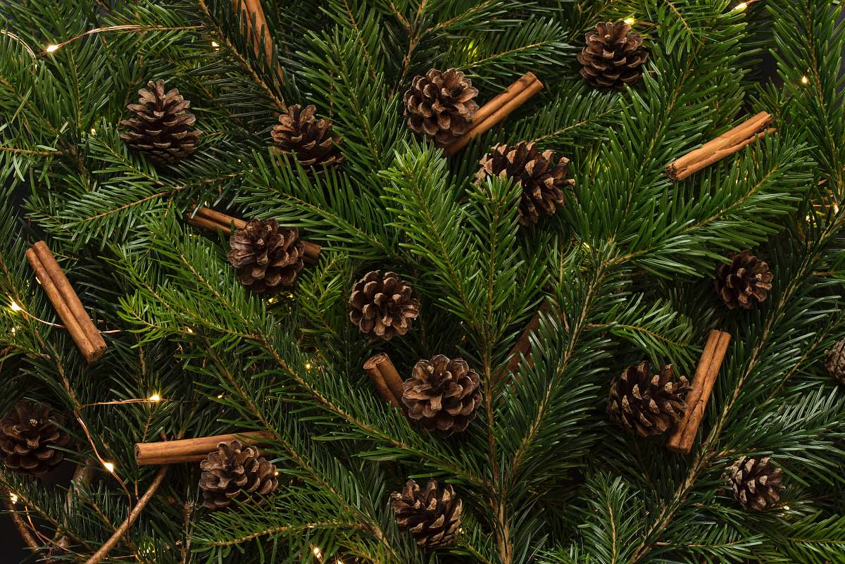 holiday brown pine cones in pine tree tree